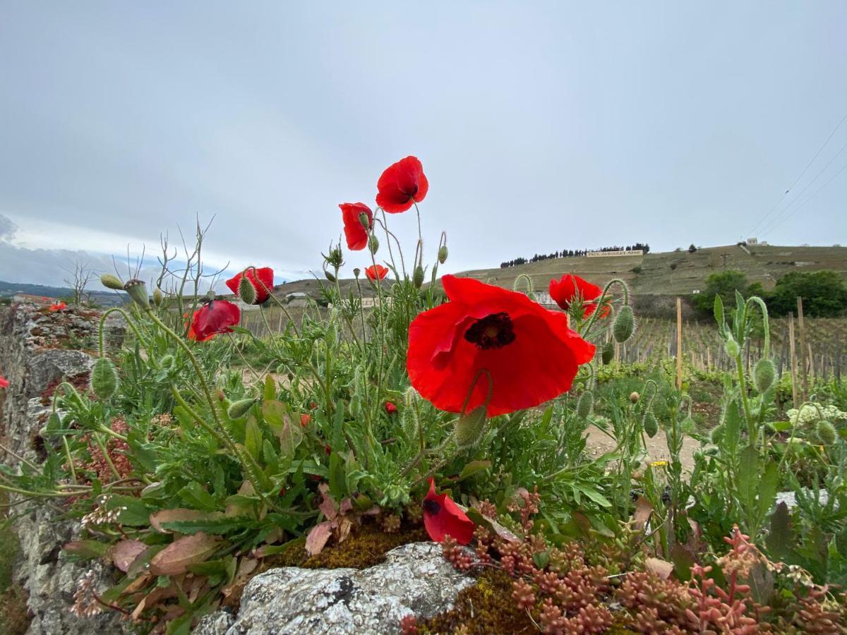 Le Pavillon De L'Hermitage - Spa Ouvert D'Avril A Octobre Βίλα Tain-lʼHermitage Εξωτερικό φωτογραφία